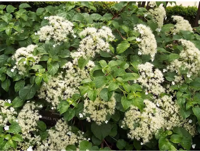 Direct Plants White Hydrangea Petiolaris Climbing Hydrangea Shrub