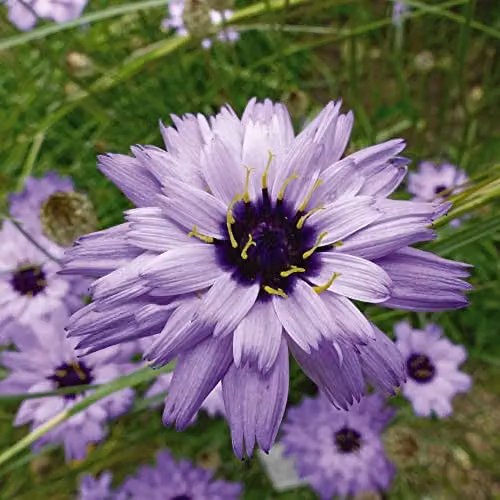 Thompson and Morgan Catananche caerulea Amor Blue Cupid's Dart Hardy Perennial Flower Seeds, 20 Seeds