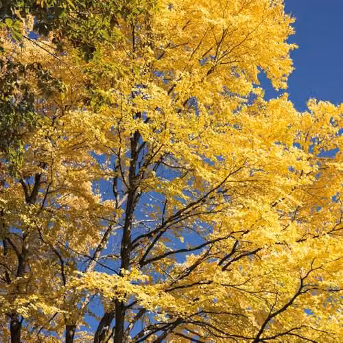 Thompson & Morgan Multi-Stemmed Cercidiphyllum Japonicum Katsura Tree with Fragrant Autumn Leaves, 3 x 9cm Potted Plants – 1