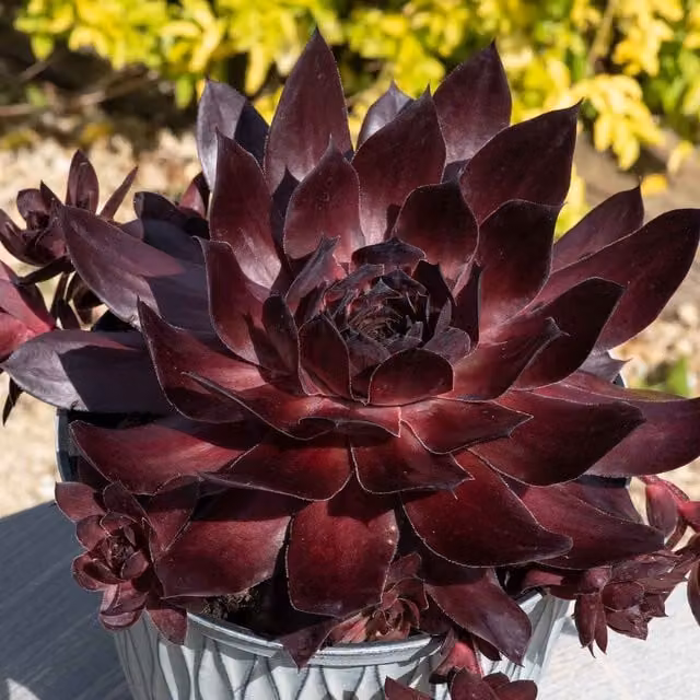 Marshalls Garden Sempervivum Sempervivum Onyx Green Ornamental Shrub