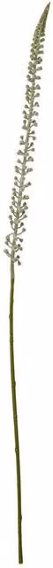 Hill Interiors Eremurus Stem Artificial Plant in White
