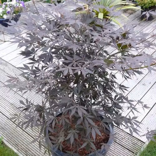 Thompson & Morgan Acer Palmatum Sumi-nagashi Ornamental Tree, 3 Litre Potted Plant – 2