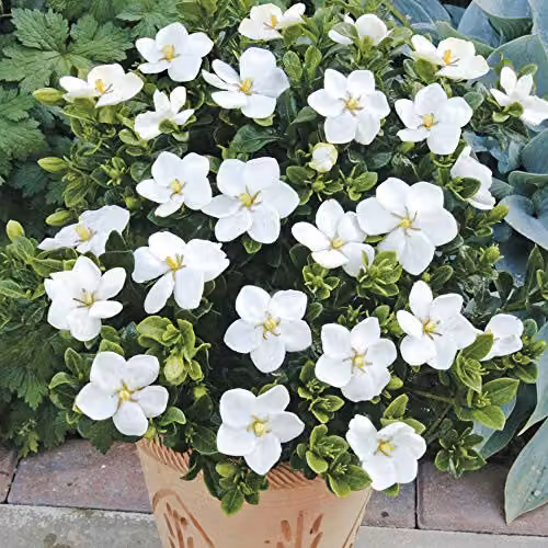 You Garden 3 x Winter Hardy Gardenia Kleim's Hardy Ornamental White Shrubs in 9cm Pots – 1