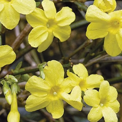 Thompson and Morgan Jasminum Nudiflorum Potted Climbing Shrub with Evergreen Foliage and Winter Colour, 1 x 9cm Pot