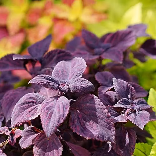 Thompson & Morgan Coleus Palisandra Tender Perennial Painted Nettle Flower Seeds, Black and Purple