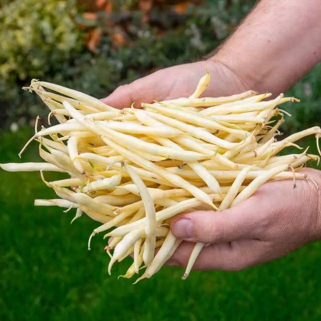 Marshalls Dorado Dwarf Golden French Bean Seeds, 120 Seeds