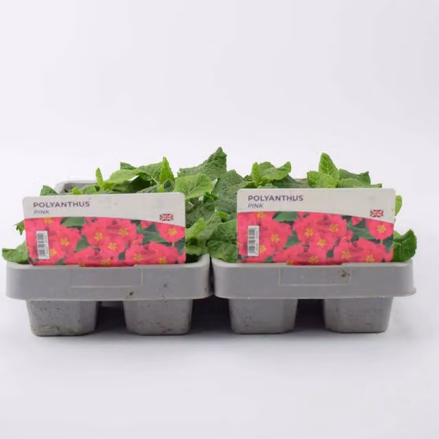 Plants by Post 12 Pack Pink Polyanthus Perennial Garden Plants