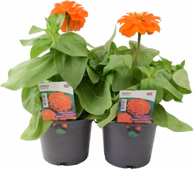Plants by Post Orange Zinnia Bedding Plants, 2 x 1L Pots