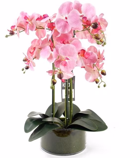 Botanik Pink Artificial Orchid with Glass Planter in Green, H 50 cm x W 40 cm x D 40 cm