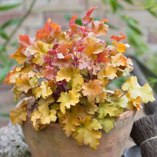 Marshalls Garden Heuchera Marmalade Orange Evergreen Perennial 10cm Pot