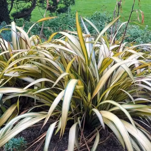Thompson & Morgan Phormium Cream Delight Hardy Evergreen Perennial New Zealand Flax, Beige, Green and Yellow, 1 x 9cm Pot – 2