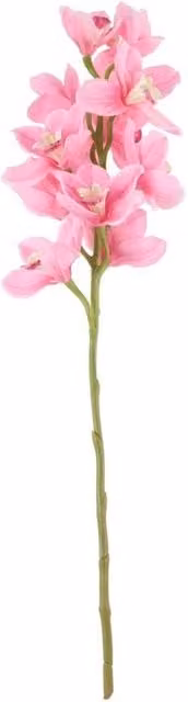 KDMD Tintagel Cymbidium Orchid, Pink, Organic Tabletop Floral Plant