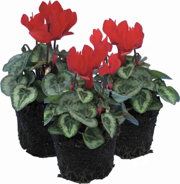 Plants By Post Scarlet Cyclamen with Silver Leaves, 3 Pack, 10.5 cm Pot