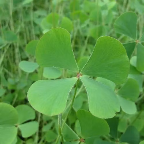 Thompson & Morgan Marsilea quadrifolia European Water Clover Green Aquatic Oxygenator in 11cm Basket