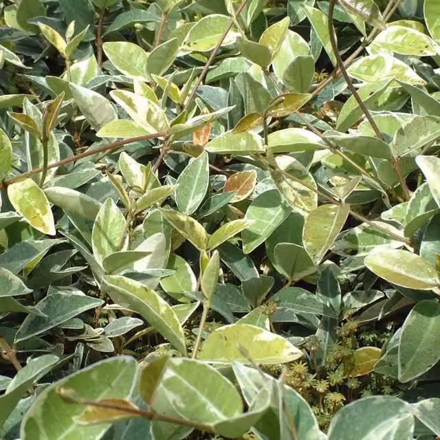 Plants By Post Trachelospermum jasminoides Variegata Climber with White and Cream Variegation