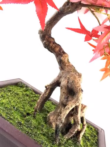 Leaf Design UK Red Acer Artificial Small Bonsai Tree, Height: 50 cm – 3