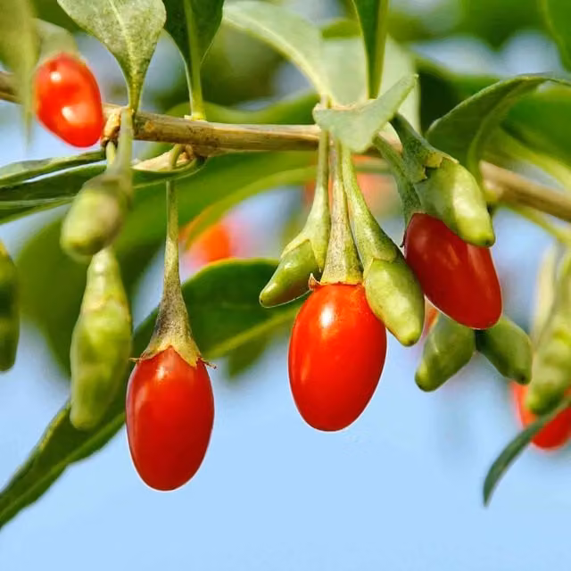 Marshalls Garden Goji Berry Hardy Perennial Fruit Shrub, Red, 9cm Pot