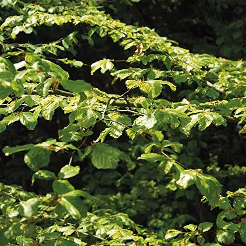 Thompson & Morgan Green Beech Hedging Bare Root Plants (50 Pack) – 2
