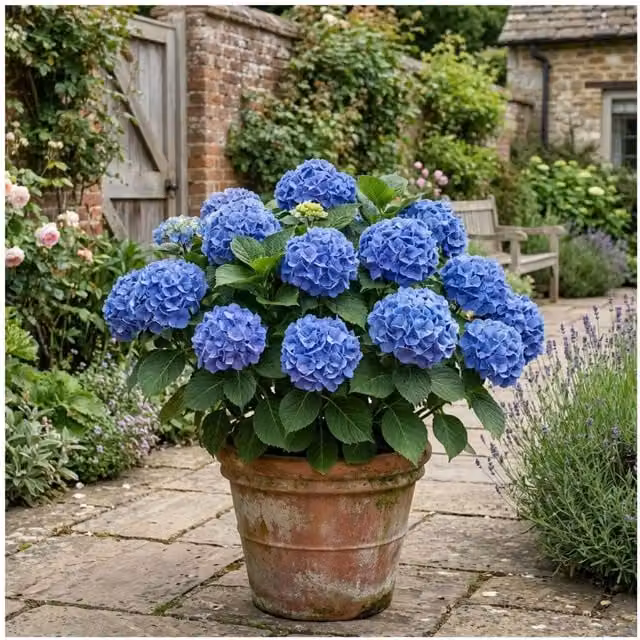 Plants By Post Blue Flowering Hydrangea Ornamental Garden Shrub, 2L
