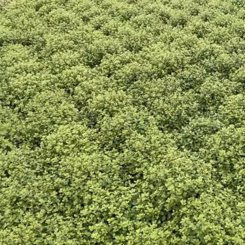 Thompson and Morgan Pittosporum tenuifolium Golf Ball Dwarf Evergreen Topiary Compact Hedge, Green, 1 x 3 Litre Pot