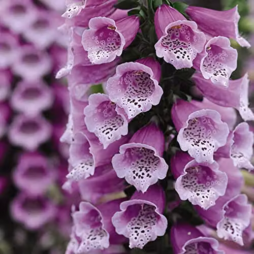 Thompson and Morgan Digitalis Dalmatian Mix Foxglove Hardy Perennial Garden Plants, 3 x 9cm Pots – 4