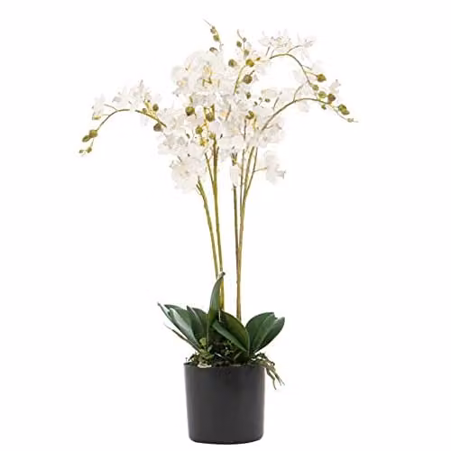 Leaf Design UK Realistic Artificial Orchid Flower Display in White Pot, Height: 60 cm – 1