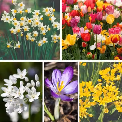 Thompson and Morgan Super Saver Spring Flowering Bulb Collection, 1000 Bulbs, Multicolour – 1