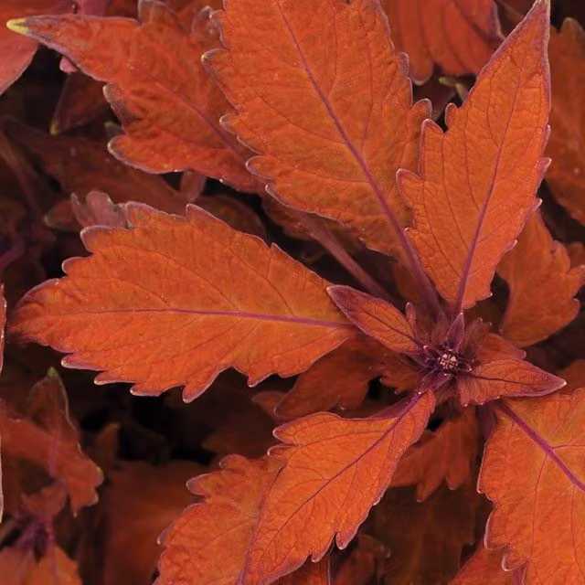 Plant Theory Set of 3 Habanero Coleus Scutellarioides Bedding Plants in 9cm Pots, Red and Orange