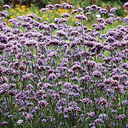 Thompson & Morgan Verbena bonariensis Purple Perennial Potted Plants, 1 x 1 Litre