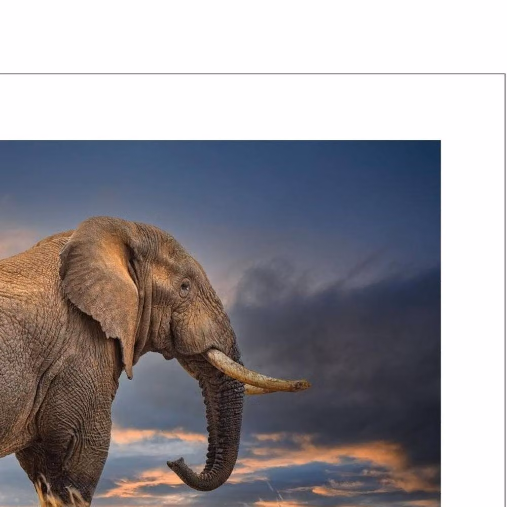 Mario Moreno The Elephant Multicolour Paper Print – 2