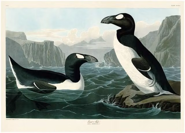 John James Audubon Great Auk Multicolour Paper Poster Illustration