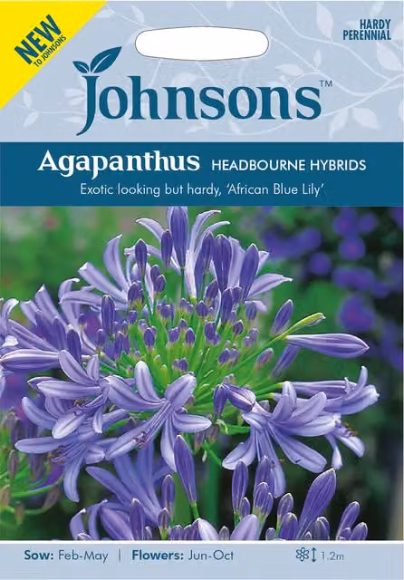 Johnsons Blue Agapanthus Headbourne Hybrids Ornamental Garden Plant