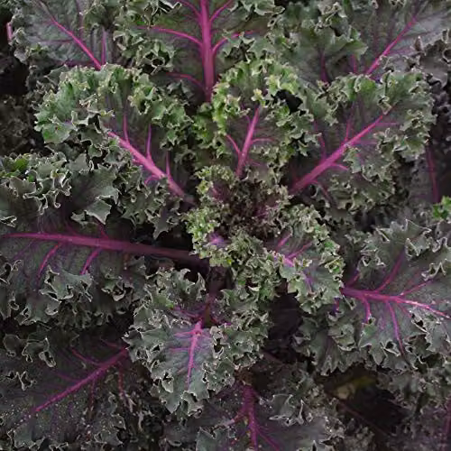 Thompson and Morgan Kale Midnight Sun Vegetable Seeds, 20 Seeds per Packet