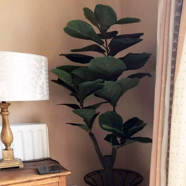 Large Artificial Fiddle Fig Tree Ficus Evergreen Plant in Green