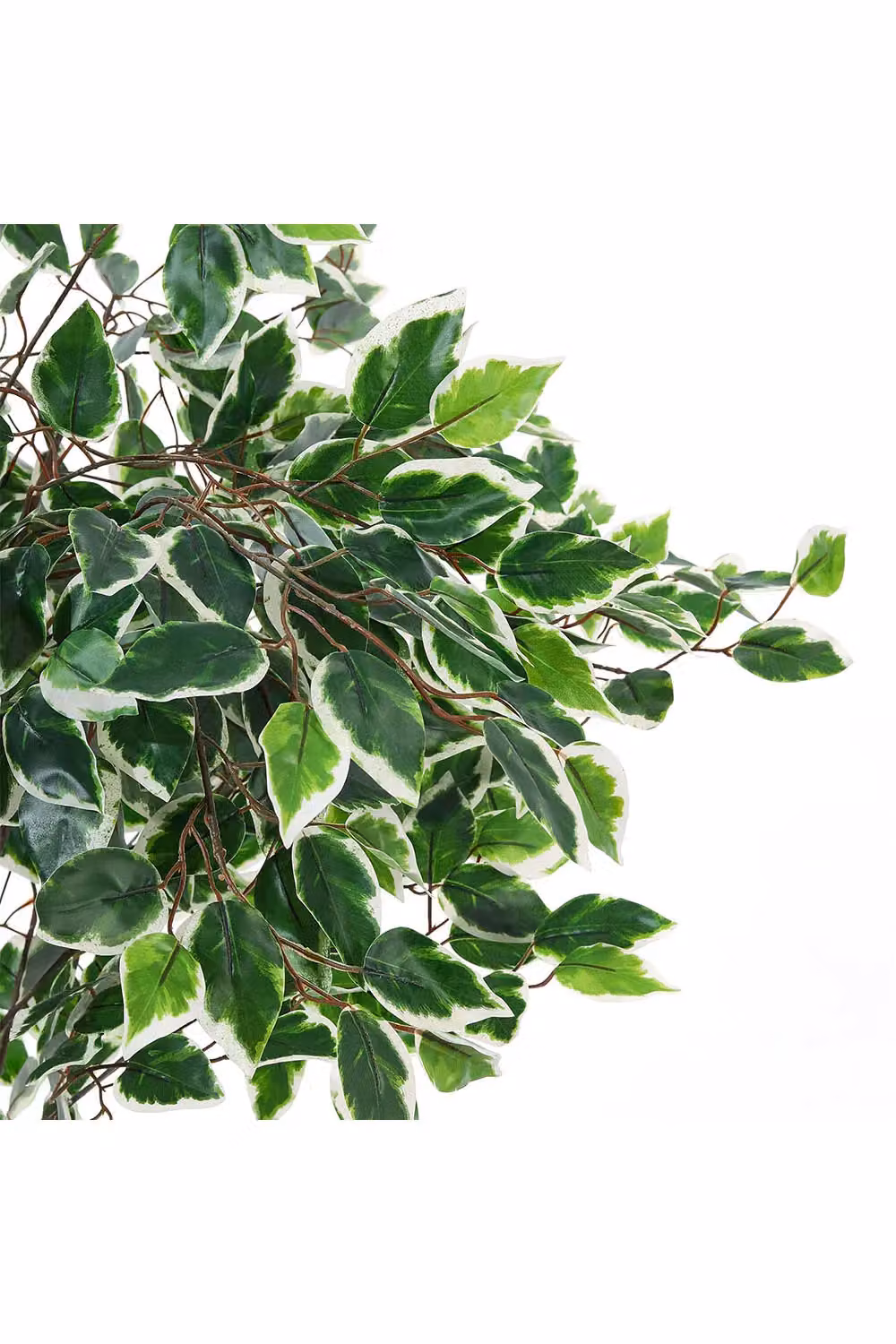 Living and Home Green Artificial Ficus Tree in Black Planter, Height: 150 cm – 3