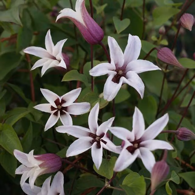 Plant Theory Clematis Princess Kate White Flowering Climbing Vine Plant, Green