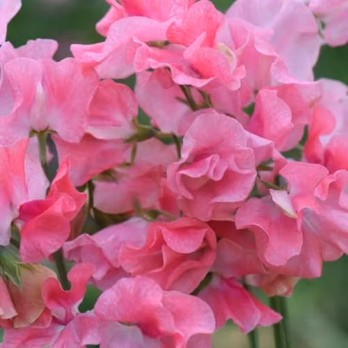 Thompson & Morgan Sweet Pea Tara Seeds, Rose-Pink Hardy Annual Flower Seeds, 16 Seeds – 2