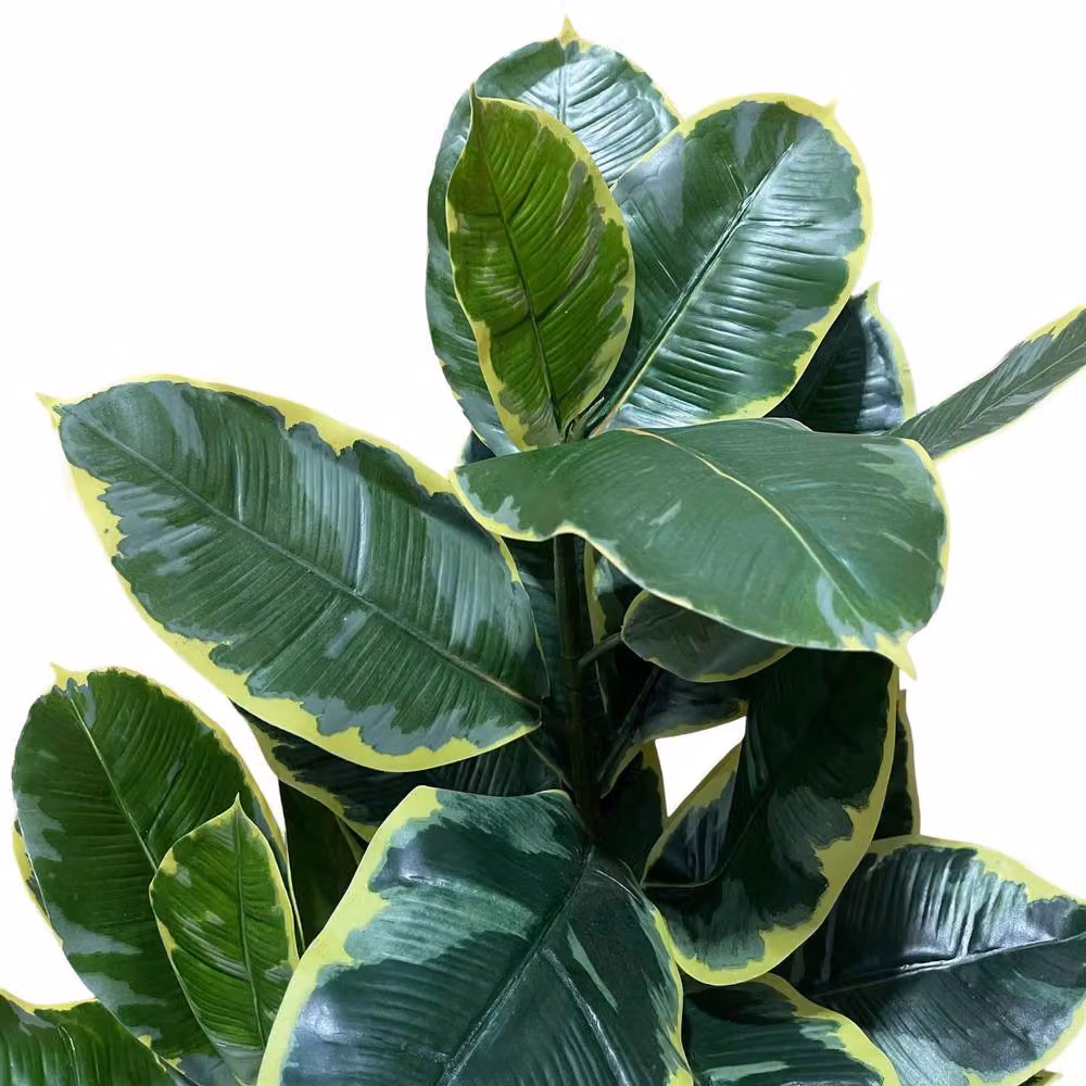 Botanik Leaf 120cm Artificial Rubber Tree in Green – 2