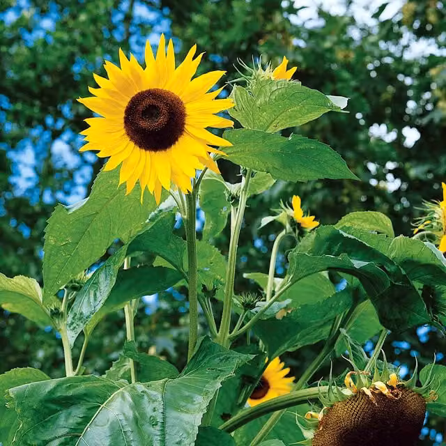 Unwins King Kong F1 Sunflower Seeds, Yellow, 15 g
