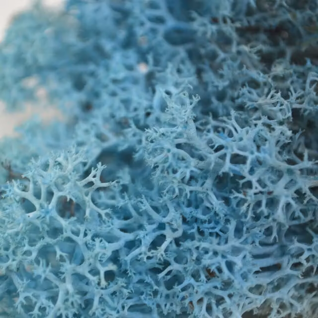 Natural Crafts Coloured Reindeer Moss in Aqua Marine Blue