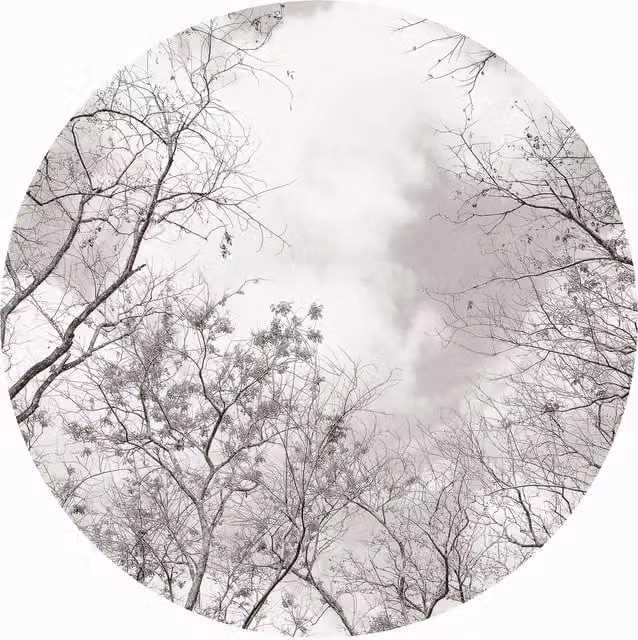 Tree Tops Round Wall Mural in Grey, W/D/H: 144 x 144 x 144 cm