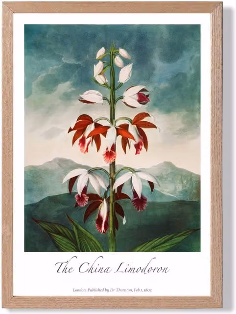 ARTZE The China Limodoron Vintage Floral Framed Print with Red Oak Wood Frame, Multicolour