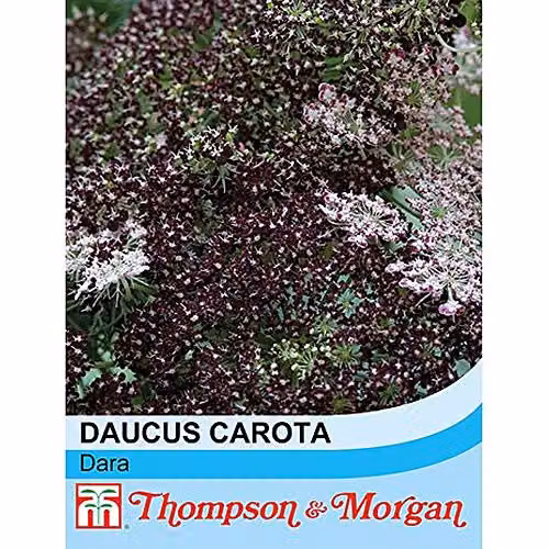 Thompson and Morgan Daucus carota Dara Wild Carrot Hardy Annual Flower Seeds, 75 Seeds per Packet