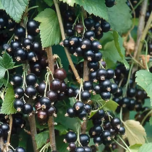 Thompson and Morgan Blackcurrant Ribes Ben Sarek Berry Bush, 1 x 2 Litre Pot – 2