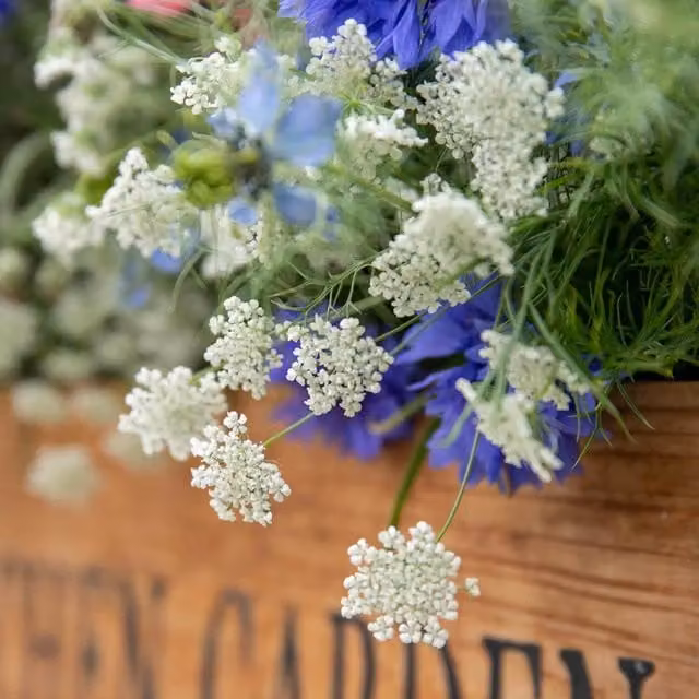 Unwins Ammi Majus Graceland Flower Seeds, Green and White