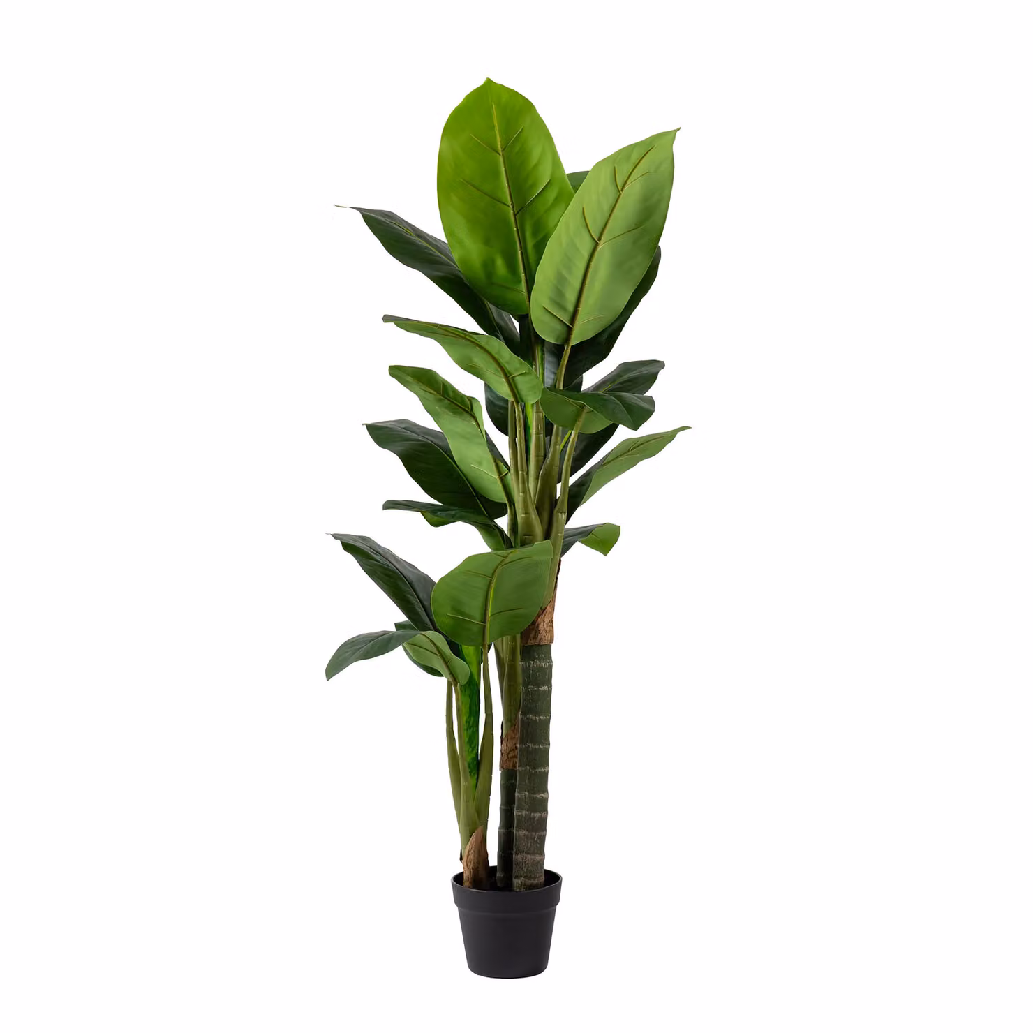 Scottish Everlastings Ltd Real Touch Dieffenbachia Green Plant, Height: 120 cm – 2