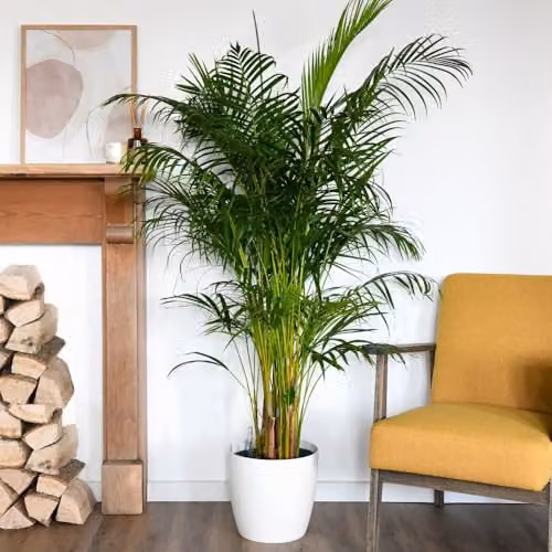 Thompson and Morgan Areca Dypsis Palm Golden Cane Indoor Plant in a 9cm Pot