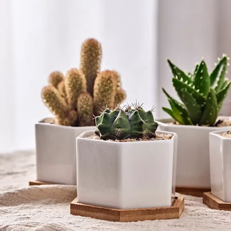 Simpa 6-Piece White Hexagonal Ceramic Tabletop Plant Pots with Bamboo Bases – 2