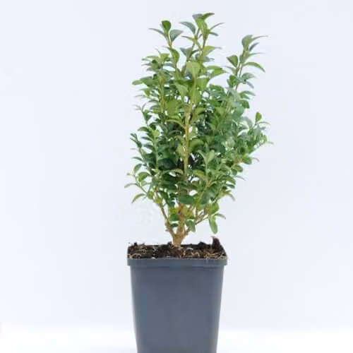 Thompson & Morgan Buxus Sempervirens Evergreen Hedge Plants, 5 x 9cm Pots – 2