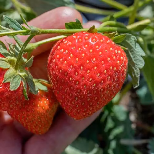 Marshalls Garden Malling Champion Strawberry Bare Roots, 6 Pack – 3